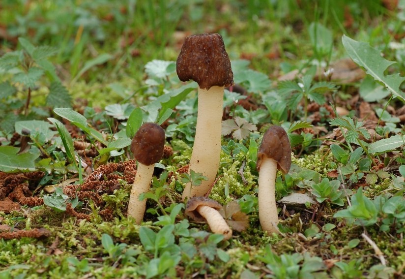 Giornata a San Rossore.